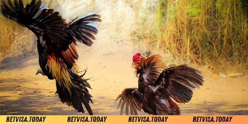 Cách tăng cân cho gà chọi Betvisa trưởng thành