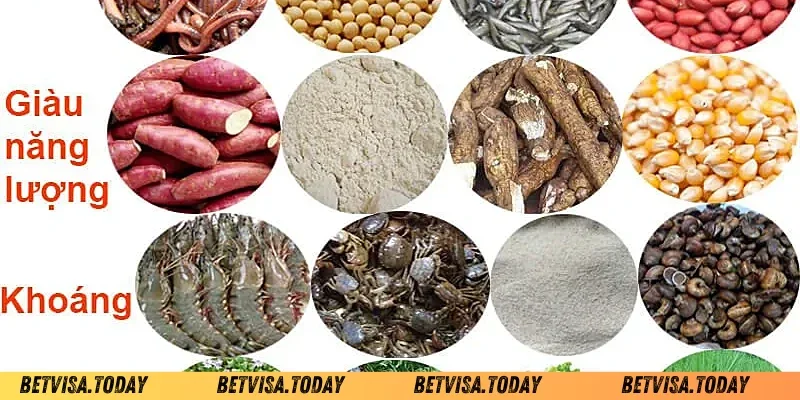 Công thức pha trộn ngũ cốc cho gà đá Betvisa