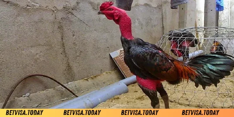 Lưu ý trước khi thực hiện cách tăng cân cho gà chọi Betvisa