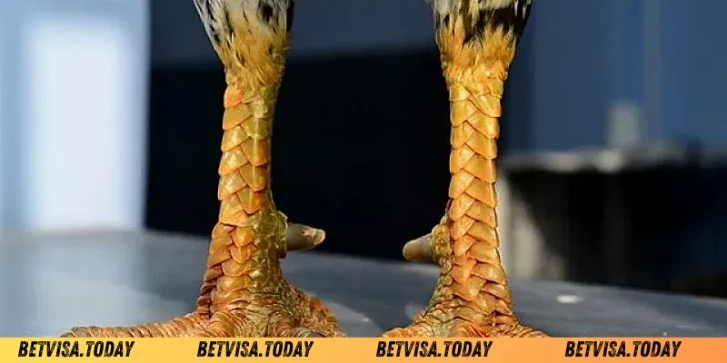 Loại vảy gà không nên có