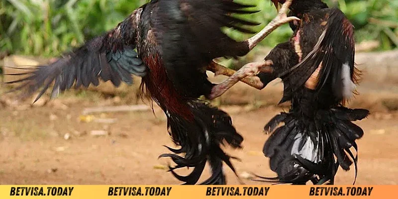 Cách tăng cân cho gà chọi Betvisa