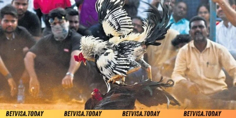 Bí Quyết Về Cách Khắc Phục Gà Đá Nhanh Mệt Betvisa Biểu hiện thường thấy ở gà đá nhanh mệt