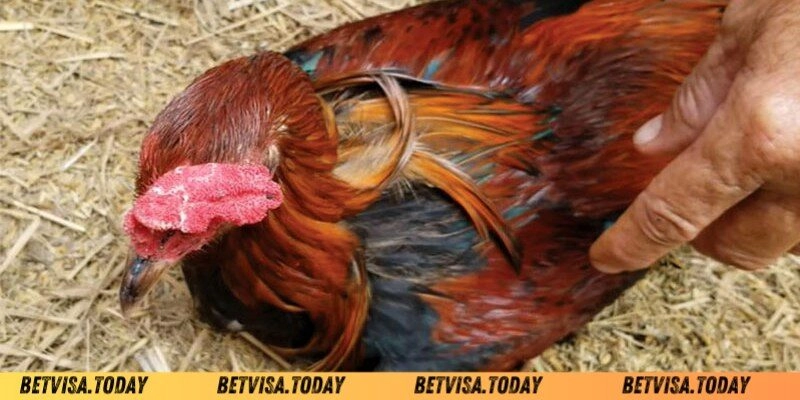 Biểu hiện và dấu hiệu gà đá bị tái mặt Betvisa