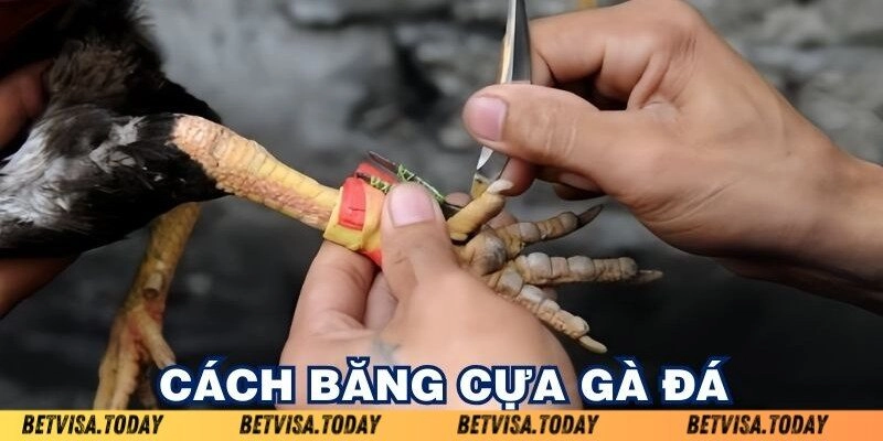 Cách Băng Cựa Gà Chi Tiết Từng Bước Cho Anh Em Kê Thủ