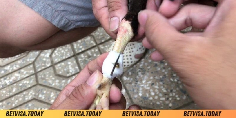 Cách Băng Cựa Gà Betvisa – Kỹ Thuật Chuẩn Cho Chiến Kê Hướng dẫn cách băng cựa gà Betvisa chuẩn xác cho kê thủ