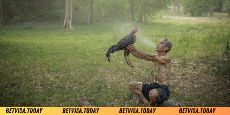 Hướng Dẫn Làm Nước Cho Gà Chọi Đơn Giản - Hiệu Quả 2024