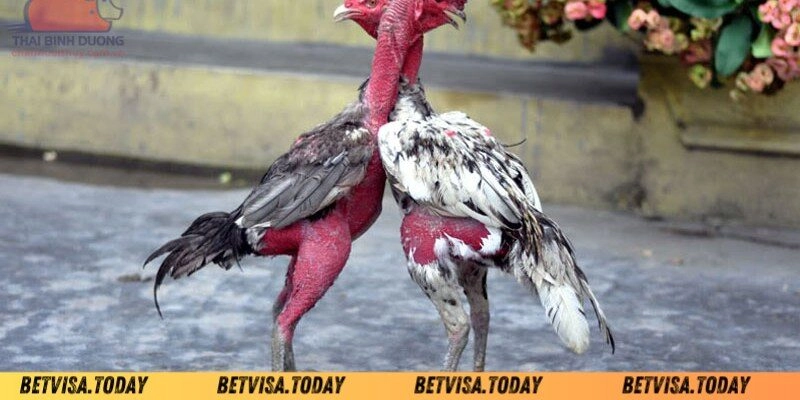 Bí Quyết Về Cách Khắc Phục Gà Đá Nhanh Mệt Betvisa Những cách khắc phục gà đá nhanh mệt Betvisa cực hay