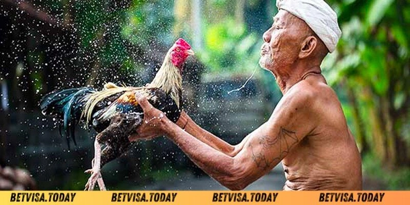 Những cách làm nước cho gà chọi Betvisa hiệu quả