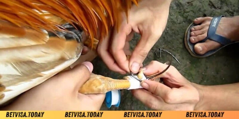 Cách Băng Cựa Gà Betvisa – Kỹ Thuật Chuẩn Cho Chiến Kê Sai lầm thường mắc phải khi cách băng cựa gà Betvisa