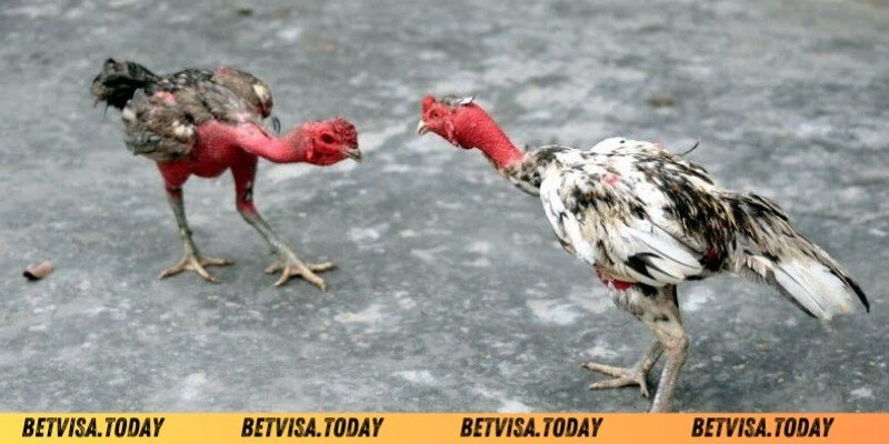 Bí Quyết Về Cách Khắc Phục Gà Đá Nhanh Mệt Betvisa Tổng hợp các nguyên nhân dẫn đến gà đá nhanh mệt