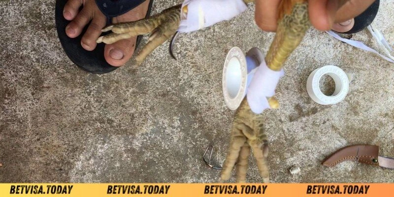 Cách Băng Cựa Gà Betvisa – Kỹ Thuật Chuẩn Cho Chiến Kê Vì sao kê thủ lại tìm hiểu cách băng cựa gà Betvisa?